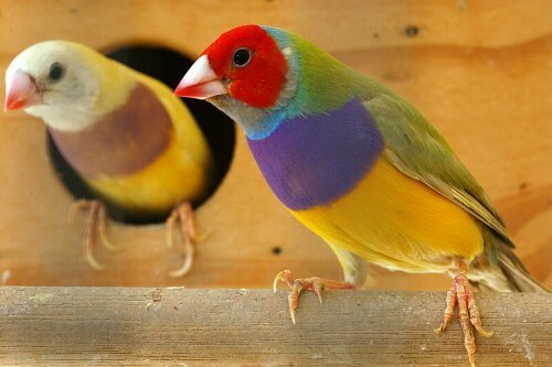 uccelli colorati