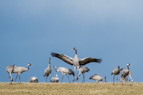 6 uccelli migratori che dovete conoscere