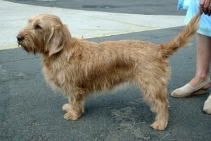 Basset fauve de Bretagne, un segugio infallibile