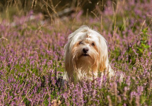 un Bichon Havanais in mezzo ai fiori di lavanda