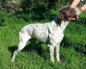 Bracco Francese tipo Gascogne taglia grande