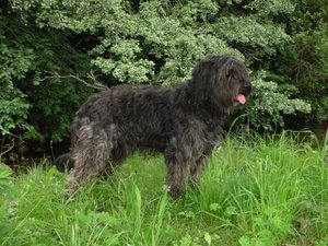 un Cane da pastore catalano dal manto nero