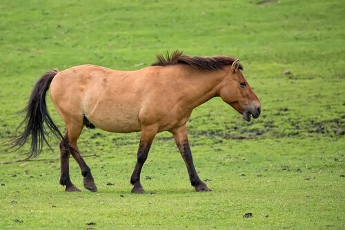 un Cavallo di Przewalski al pascolo da solo su un prato verde