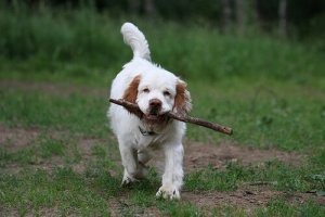 Clumber Spaniel: un cane divertente dall'aspetto pigro