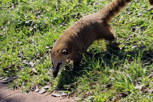 un Coati adulto cammina su un prato