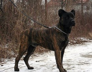 Fila portoghese: storia, caratteristiche e curiosità