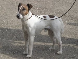 Il Fox Terrier a pelo liscio: scopriamolo assieme