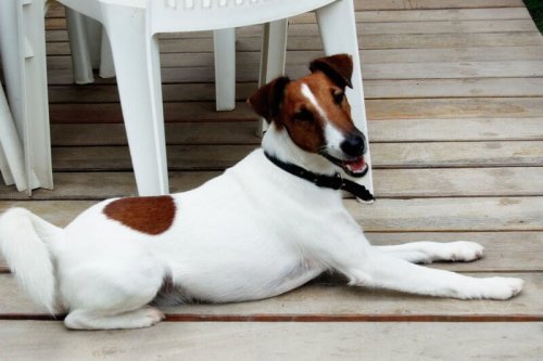 un Fox Terrier a pelo liscio sdraiato in veranda