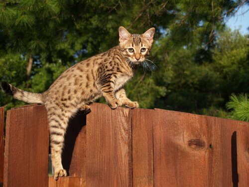 un Gato Savannah mentre si arrampica su una staccionata
