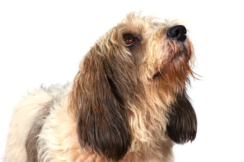 un Grand Basset Griffon Vendeen guarda verso l'alto