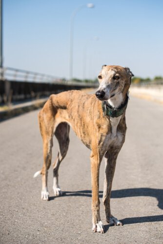 un Greyhound adulto in piedi su una strada urbana