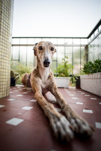 un Greyhound sdraiato su un balcone in città