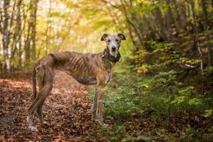 Greyhound, il cane più veloce del mondo