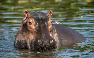 Ippopotamo: caratteristiche, comportamento e habitat
