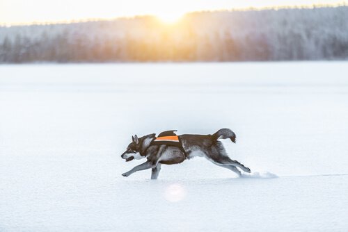 un Jamthund corre libero su un terreno innevato