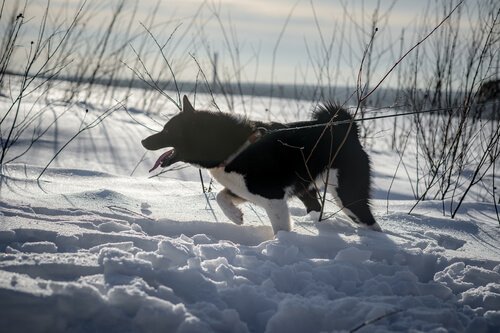 un Laika della Siberia Orientale nero nella neve