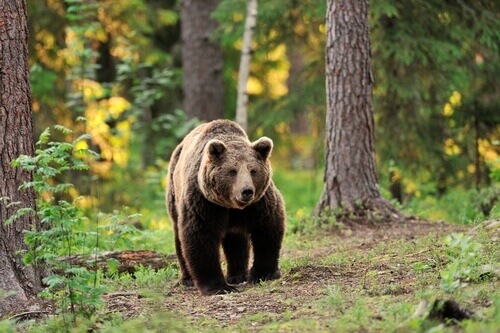 un Orso bruno cammina nel bosco
