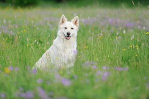Pastore svizzero bianco, un cane bello e intelligente