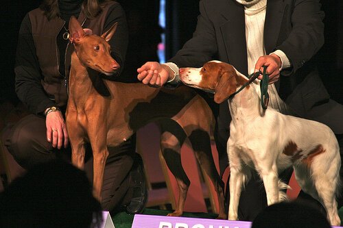 un Pharaoh Hound e un bracco competono in un concorso canino