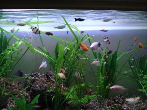 Come scegliere le piante per l'acquario?