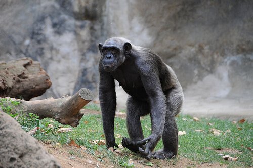 un adulto di scimpanzé cammina nel suo territorio
