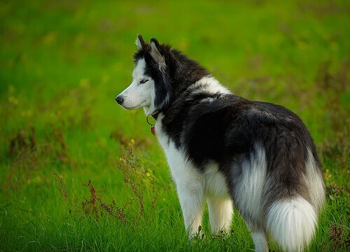 Emofilia nei cani: cause, sintomi e trattamento