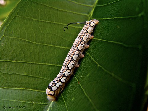 un baco da seta cammina in verticale su una foglia verde