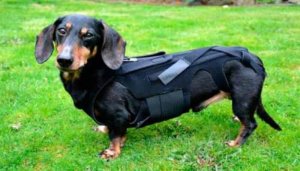 Tipi di ernie nei cani