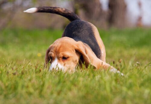 un beagle annusa una pista tra l'erba