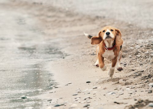 Beagle corre sul bagnasciuga