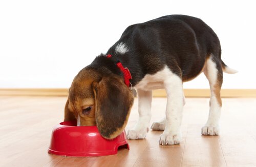 un beagle mentre mangia la pappa in una ciotola rossa