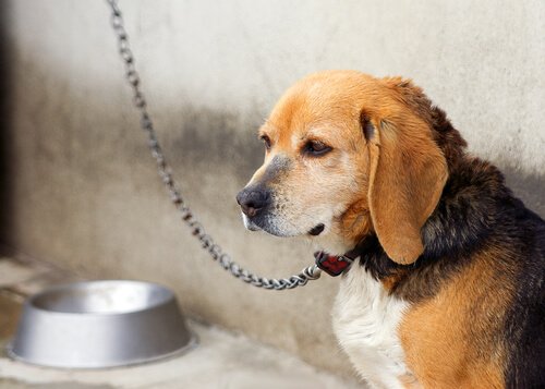 un beagle tenuto con un guinzaglio di metallo