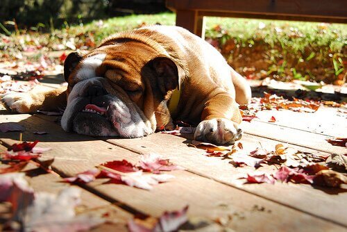 un bulldog dorme in autunno su travi di legno