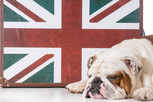 Il comportamento del bulldog inglese