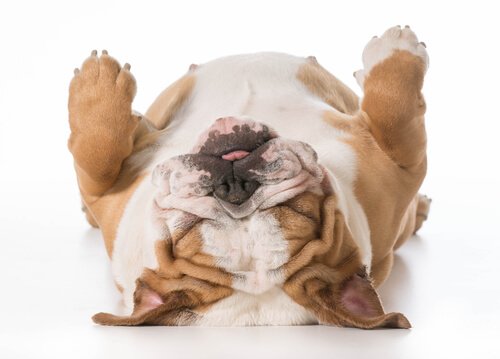un bulldog inglese dorme zampe all'aria