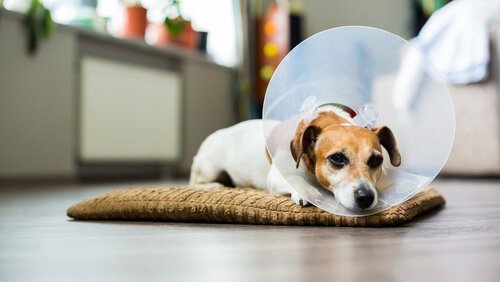 Come disinfettare le ferite del vostro cane in casa
