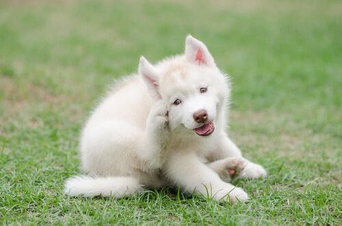 cucciolo di colore bianco si gratta un'orecchia
