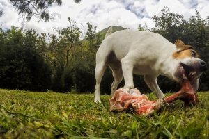 La carne cruda fa bene ai cani?