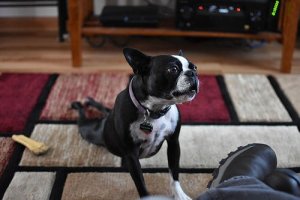 I cani possono fare yoga?