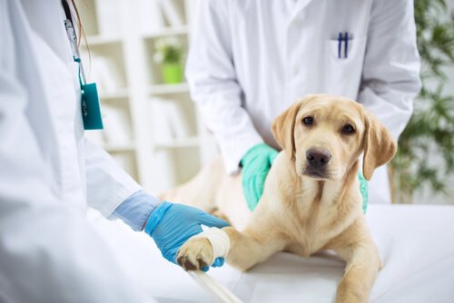 Quando bisogna portare il cane dal veterinario?