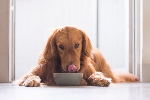un cane a pelo lungo mangia la pappa dalla ciotola con la lingua