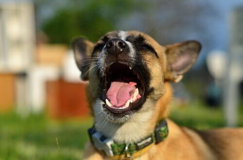 un cane che abbaia con la bocca aperta