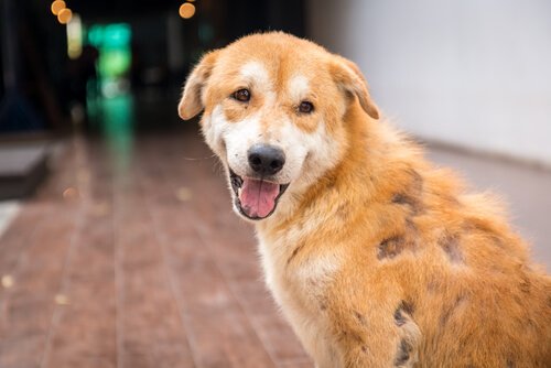 Eruzione cutanea nel cane: cosa fare?