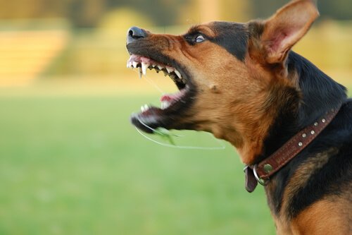 Cane arrabbiato ringhia contro un pericolo