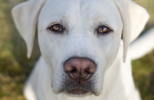 muso di cane bianco con pupille dilatate