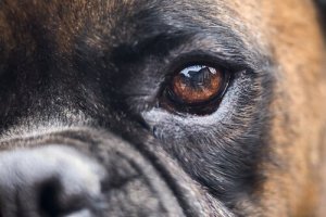 La dilatazione delle pupille nei cani