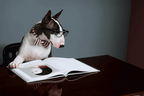 Neville, il cane di Marc Jacobs, diventa scrittore