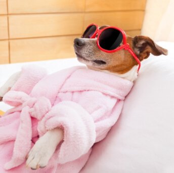 un cane con occhiali e accappatoio nell'hotel di lusso per cani