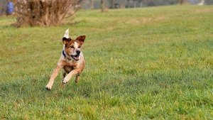 6 itinerari incredibili da fare con il vostro cane