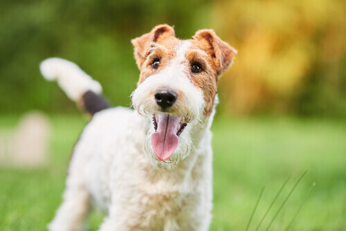Insulinoma nei cani: cause, sintomi e trattamento